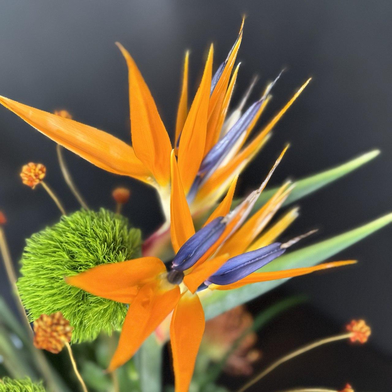 Tropic Bird with Protea Pincussion - image 3