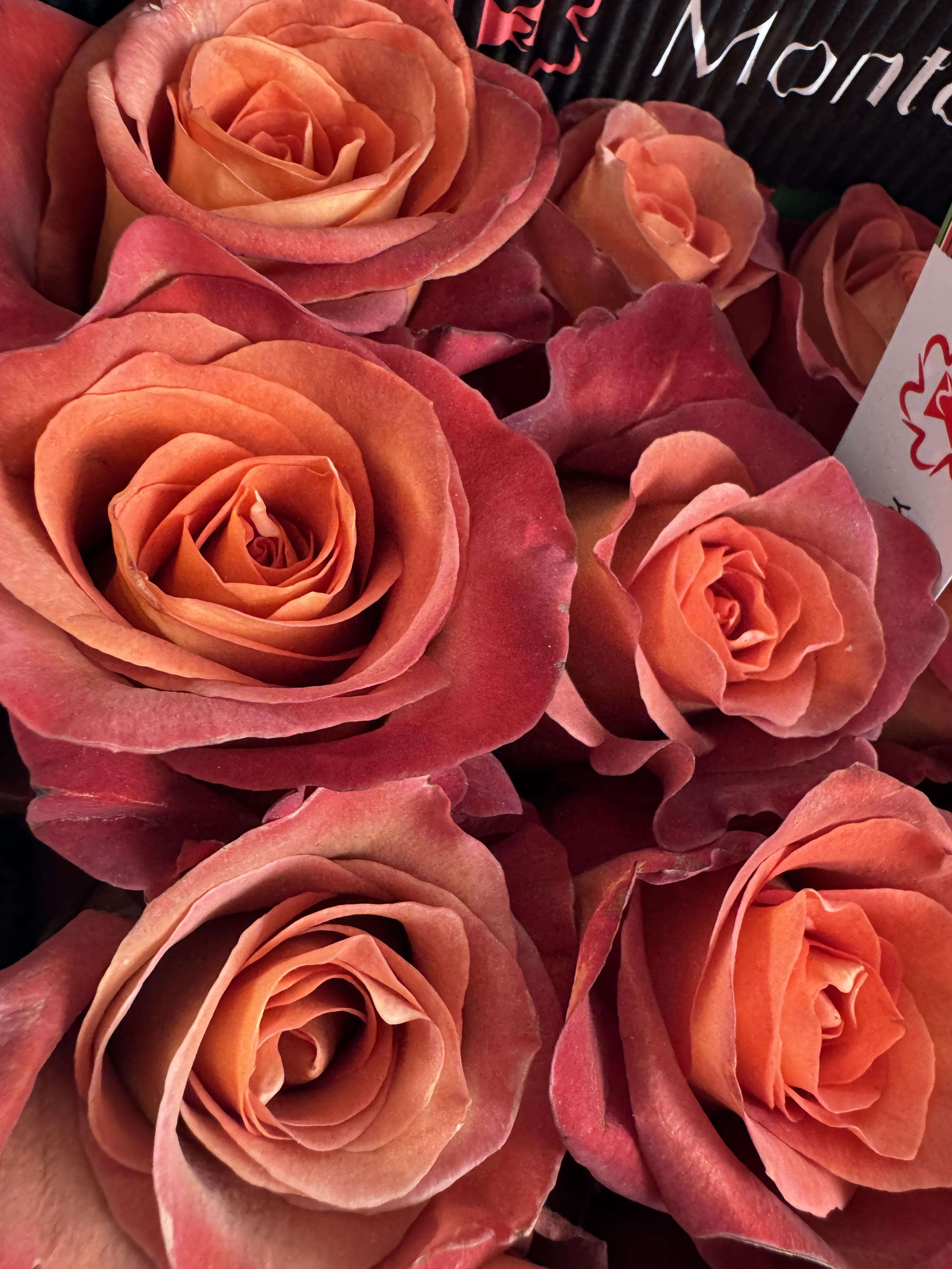 Premium Peach Roses - image 3